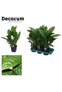 AGLAONEMA STRIPES C-17...
