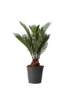 CYCAS QUALITY C-12 (alt: 30cm)