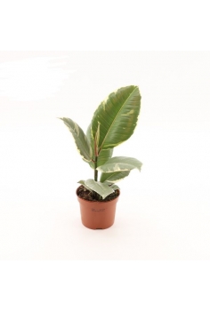 FICUS TINEKE C-12 (alt: 30cm)