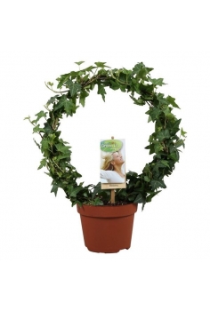 HEDERA HELIX ARCO C-13...