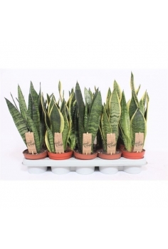 SANSEVIERIA MIX C-12 (40cm)...