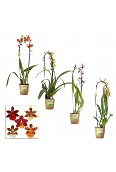 CAMBRIA ARCO MIX C-12...