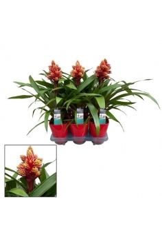 GUZMANIA BRUSH LUXE C-14...
