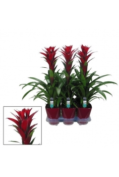 GUZMANIA SWITCH CERÁMICA...