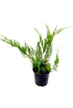 JUNIPERUS GLAUCA 3L (35cm)...