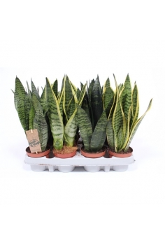 SANSEVIERIA MIX C-9 (alt:...