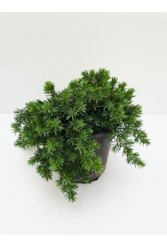 JUNIPERUS BLUE PACIFIC 3L...