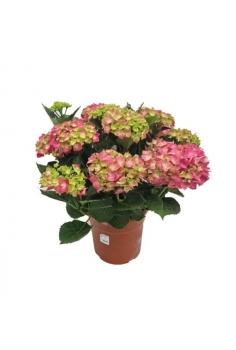 HORTENSIA ROSA C-26 (alt:...