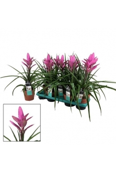 TILLANDSIA AMIRA C-13 (alt:...