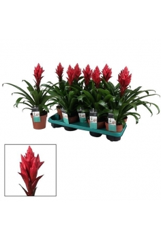 VRIESIA PATRICIA C-13 (alt:...