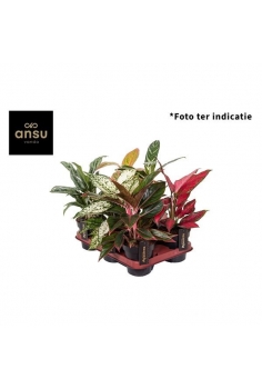 AGLAONEMA MIX PRIME C-12...