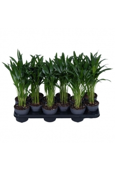 ARECA C-11 (35cm)...