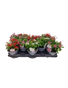 CATHARANTHUS SOIREE MIX...