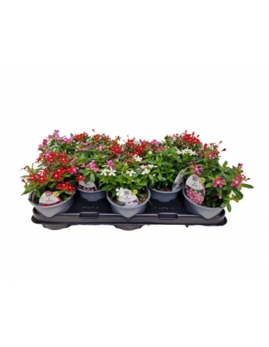 CATHARANTHUS SOIREE MIX C-13...