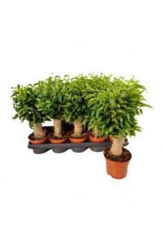 FICUS NATASJA JUTE C-12...
