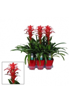 GUZMANIA CERÁMICA ROJA C-14...