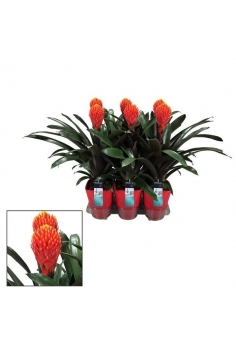 GUZMANIA TALA CERÁMICA C-14...