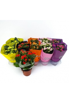 KALANCHOE CALANDIVA C-10...