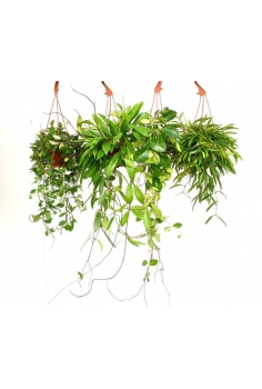 HOYAS COLGADOR MIX C-15...