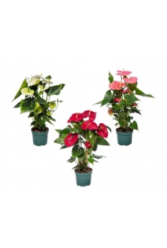 ANTHURIUM MIX C-17 (alt:...