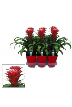 GUZMANIA CERÁMICA HOPE C-14...