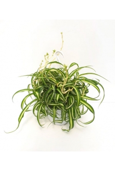 CLOROPHITUM RIZADO COLGADOR...