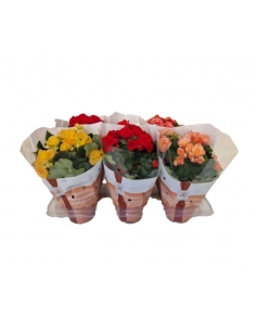 BEGONIA HELATIOR MIX C-13...