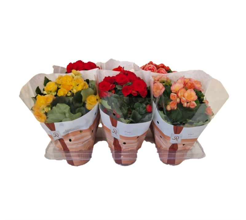 BEGONIA HELATIOR MIX C-13 (alt: 31cm)