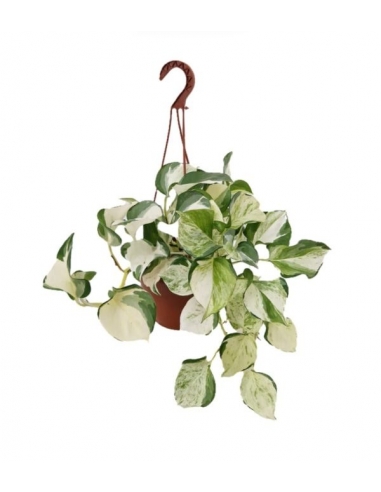 POTHOS VARIEGATA C-15...