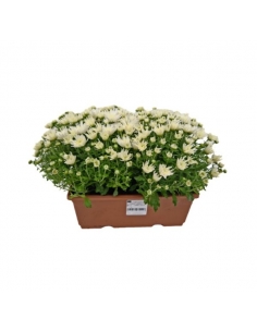 I-CHRYSANTHEMUM JARDINERA...