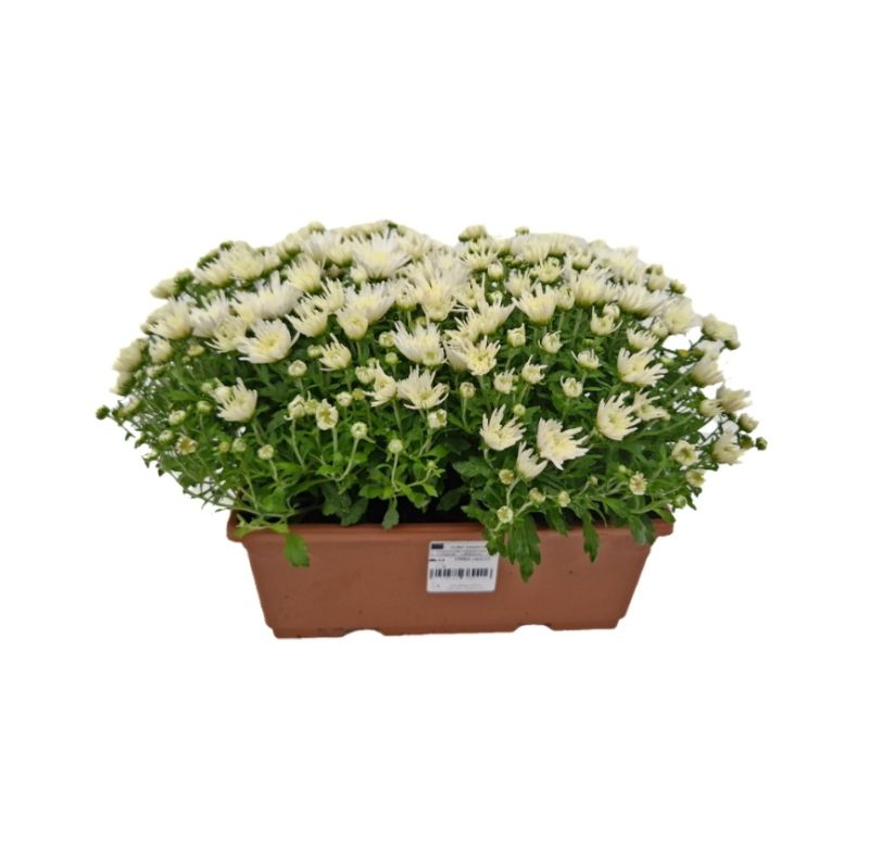 I-CHRYSANTHEMUM JARDINERA C-25 (alt:...