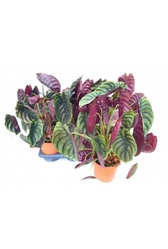 ALOCASIA CUPREA C-17 (alt:...