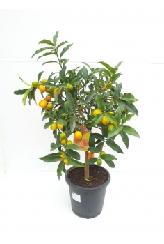 KUMQUATT C-20 (80-90cm)...