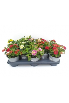 LANTANA CAMARA MIX C-13...