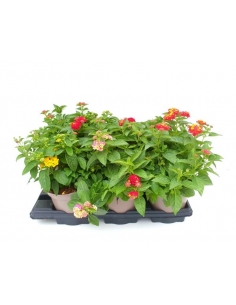 LANTANA CAMARA MIX 3L (alt:...