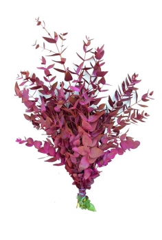 EUCALIPTO CINEREA PINTADO...