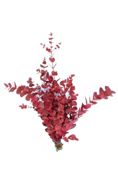 EUCALIPTO CINEREA PINTADO...