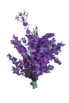 EUCALIPTO CINEREA PINTADO...