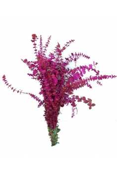 EUCALIPTO GUNNY PINTADO...