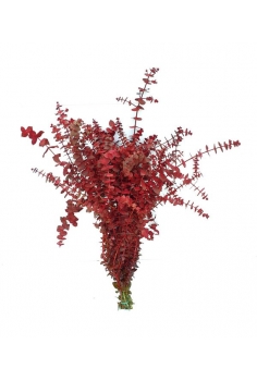 EUCALIPTO GUNNY PINTADO (ROJO)