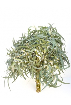 EUCALIPTO GLOBULUS + FLOR...