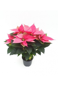 PONSETTIA ROSA C-14 (40cm)...