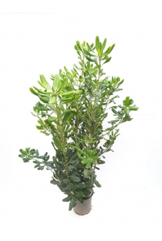 PITTOSPORUM 3L (65-75cm)...
