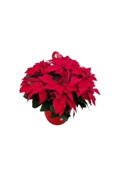 POINSETTIA PRINCETTIA ROJA...