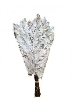 QUERQUS PRESERVADO BLANCO...