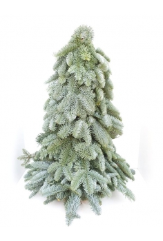 ARBOL NOBILIS NAVIDEÑO...
