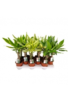 DRACENA MIX C-12 (alt:...