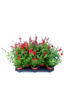 SALVIA GREGGII ROJA C-13...