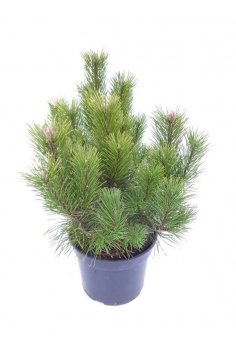 PINNUS MUGO MUGHUS 10L...