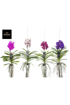 VANDA EXOTIC COLOURS MIX...